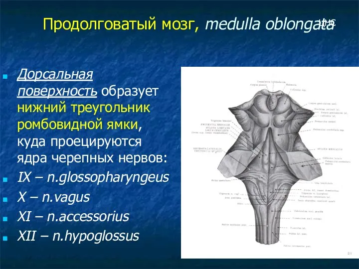 Продолговатый мозг, medulla oblongata Дорсальная поверхность образует нижний треугольник ромбовидной ямки,