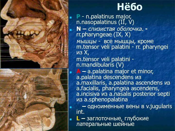 Нёбо P - n.palatinus major, n.nasopalatinus (II, V) N – слизистая