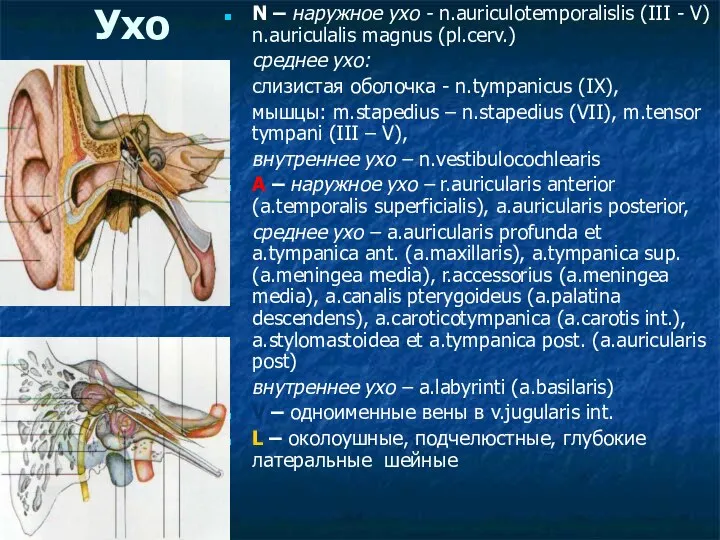 Ухо N – наружное ухо - n.auriculotemporalislis (III - V) n.auriculalis