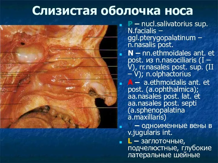 Слизистая оболочка носа P – nucl.salivatorius sup. N.facialis – ggl.pterygopalatinum –