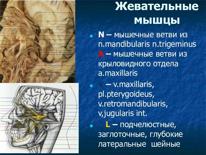 Жевательные мышцы N – мышечные ветви из n.mandibularis n.trigeminus A –