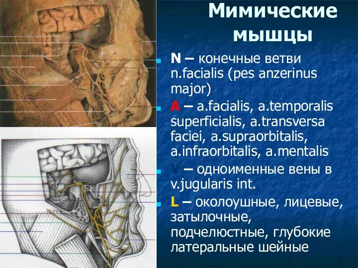 Мимические мышцы N – конечные ветви n.facialis (pes anzerinus major) A