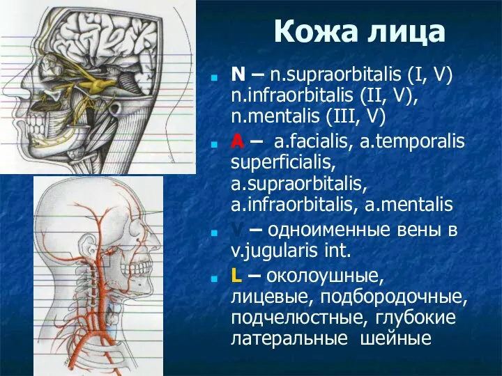 Кожа лица N – n.supraorbitalis (I, V) n.infraorbitalis (II, V), n.mentalis
