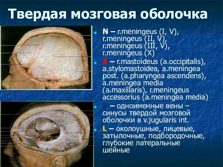 Твердая мозговая оболочка N – r.meningeus (I, V), r.meningeus (II, V),