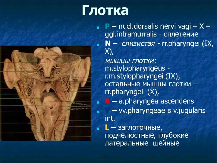Глотка P – nucl.dorsalis nervi vagi – X – ggl.intramurralis -