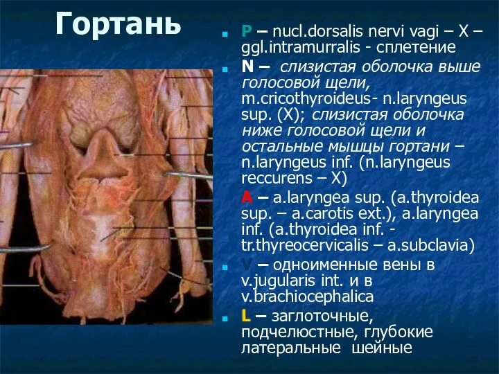 Гортань P – nucl.dorsalis nervi vagi – X – ggl.intramurralis -