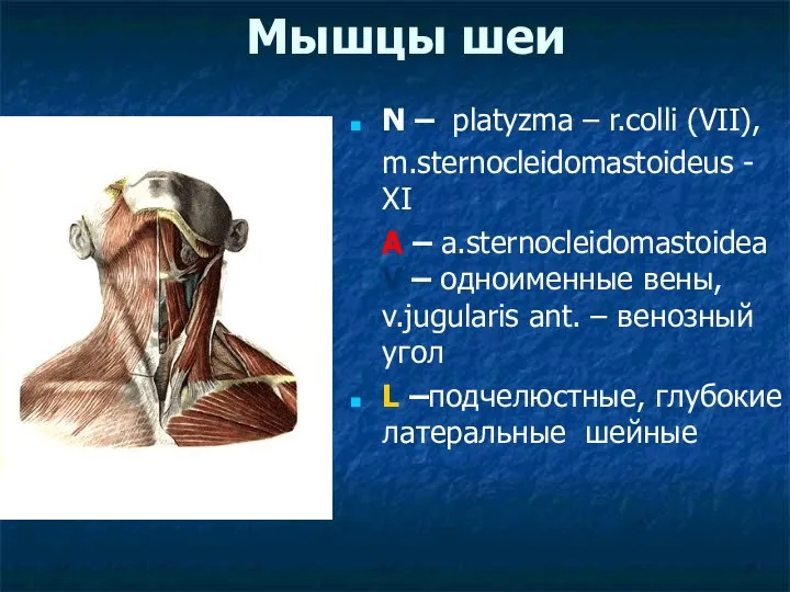 Мышцы шеи N – platyzma – r.colli (VII), m.sternocleidomastoideus - XI