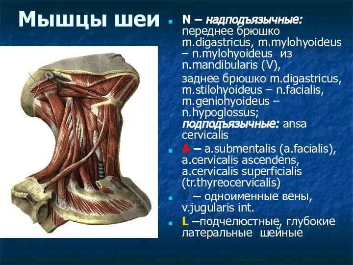 Мышцы шеи N – надподъязычные: переднее брюшко m.digastricus, m.mylohyoideus – n.mylohyoideus