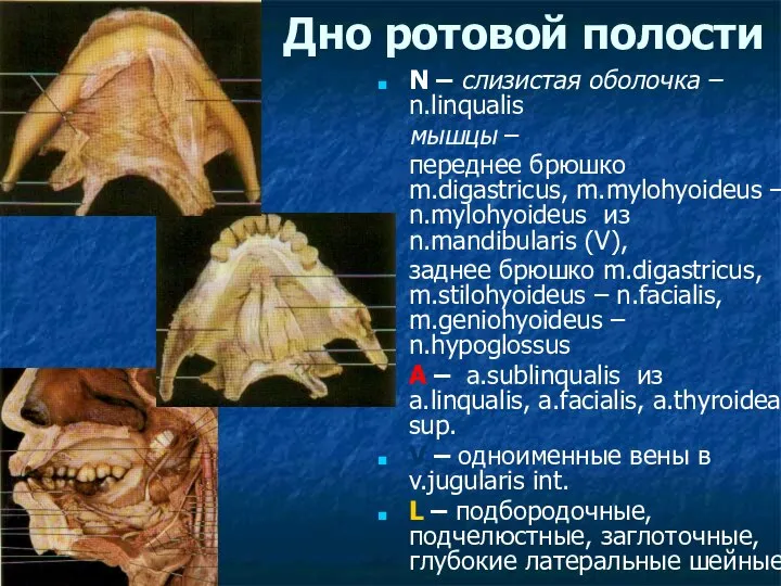 Дно ротовой полости N – слизистая оболочка – n.linqualis мышцы –