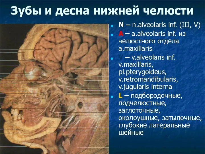 Зубы и десна нижней челюсти N – n.alveolaris inf. (III, V)