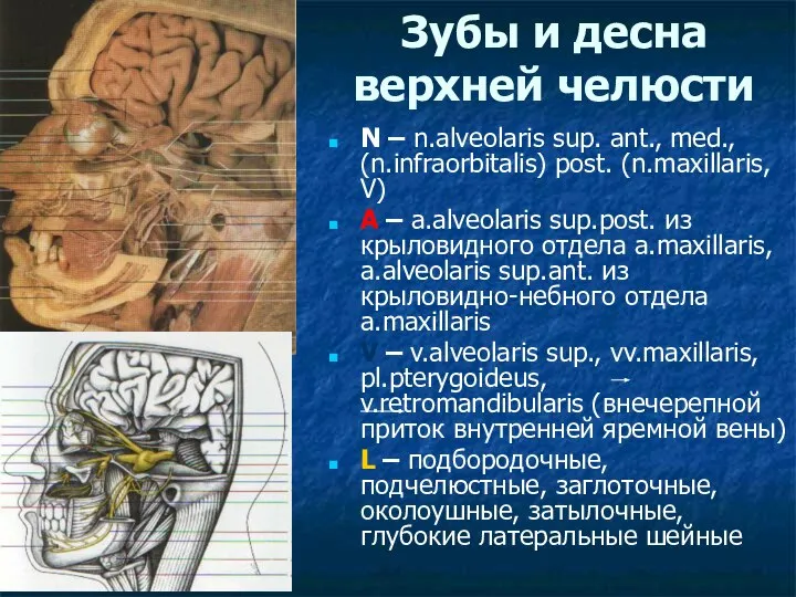 Зубы и десна верхней челюсти N – n.alveolaris sup. ant., med.,