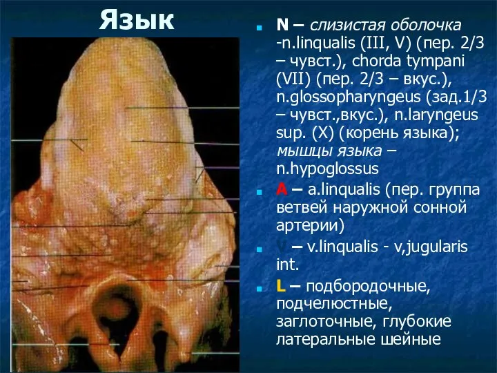 Язык N – слизистая оболочка -n.linqualis (III, V) (пер. 2/3 –