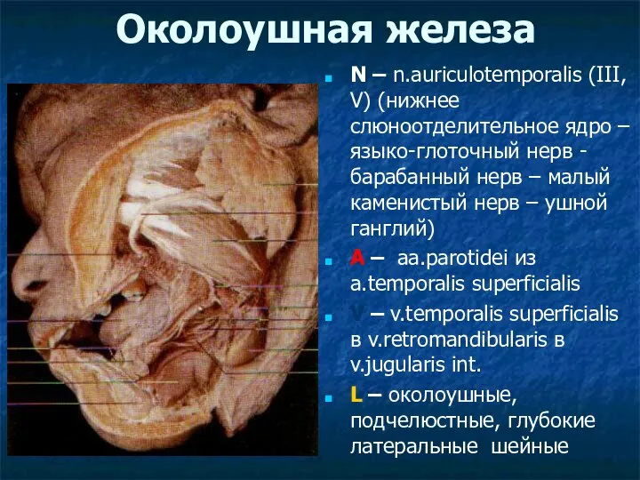 Околоушная железа N – n.auriculotemporalis (III, V) (нижнее слюноотделительное ядро –