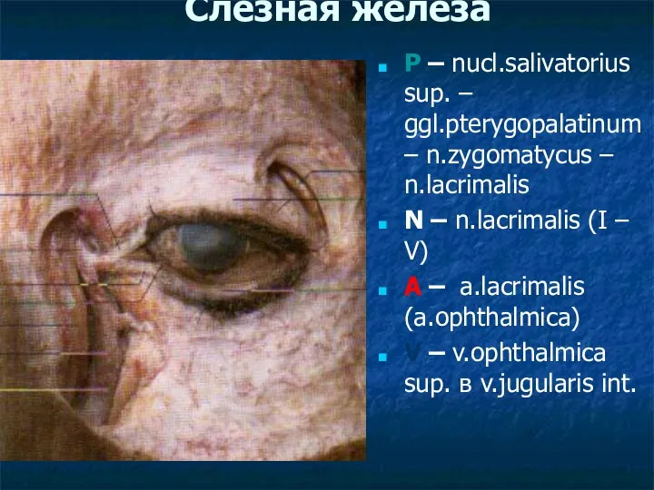 Слезная железа P – nucl.salivatorius sup. – ggl.pterygopalatinum – n.zygomatycus –