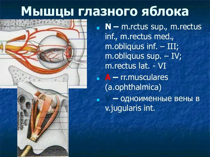 Мышцы глазного яблока N – m.rctus sup., m.rectus inf., m.rectus med.,