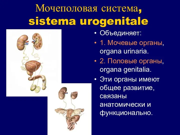 Мочеполовая система, sistema urogenitale Объединяет: 1. Мочевые органы, organa urinaria. 2.