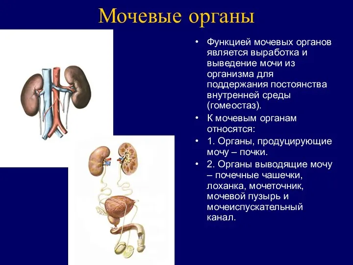 Мочевые органы Функцией мочевых органов является выработка и выведение мочи из