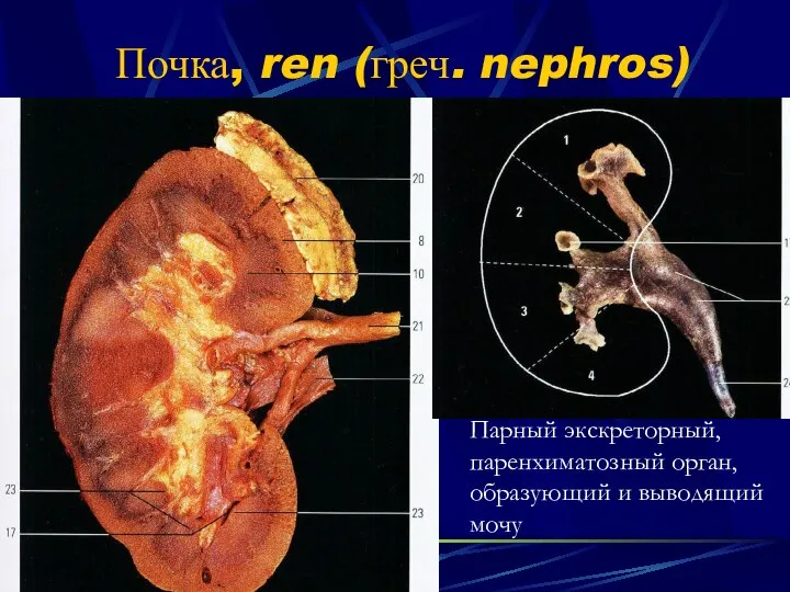 Почка, ren (греч. nephros) Парный экскреторный, паренхиматозный орган, образующий и выводящий мочу