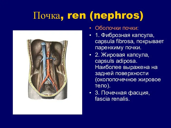 Почка, ren (nephros) Оболочки почки: 1. Фиброзная капсула, capsula fibrosa, покрывает
