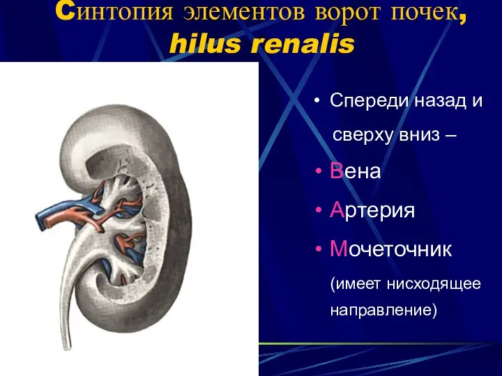 Cинтопия элементов ворот почек, hilus renalis Спереди назад и сверху вниз