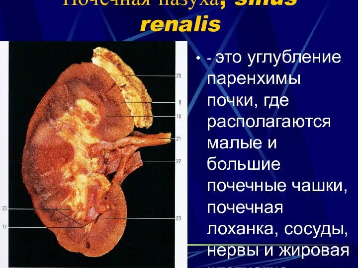 Почечная пазуха, sinus renalis - это углубление паренхимы почки, где располагаются