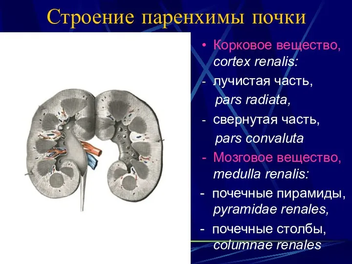 Строение паренхимы почки Корковое вещество, cortex renalis: лучистая часть, pars radiata,