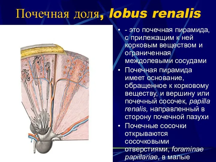 Почечная доля, lobus renalis - это почечная пирамида, с прилежащим к