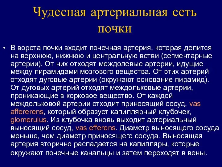 Чудесная артериальная сеть почки В ворота почки входит почечная артерия, которая