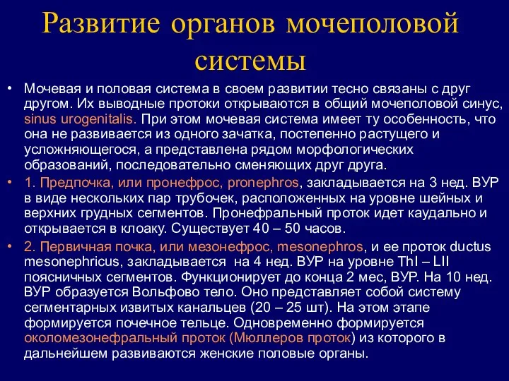 Развитие органов мочеполовой системы Мочевая и половая система в своем развитии