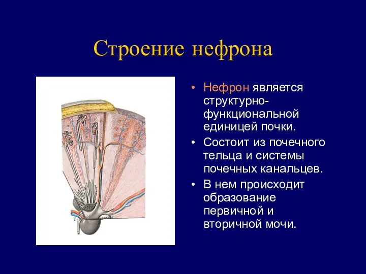 Строение нефрона Нефрон является структурно-функциональной единицей почки. Состоит из почечного тельца