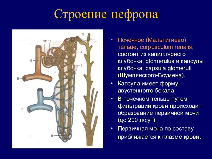 Строение нефрона Почечное (Мальпигиево) тельце, corpusculum renalis, состоит из капиллярного клубочка,