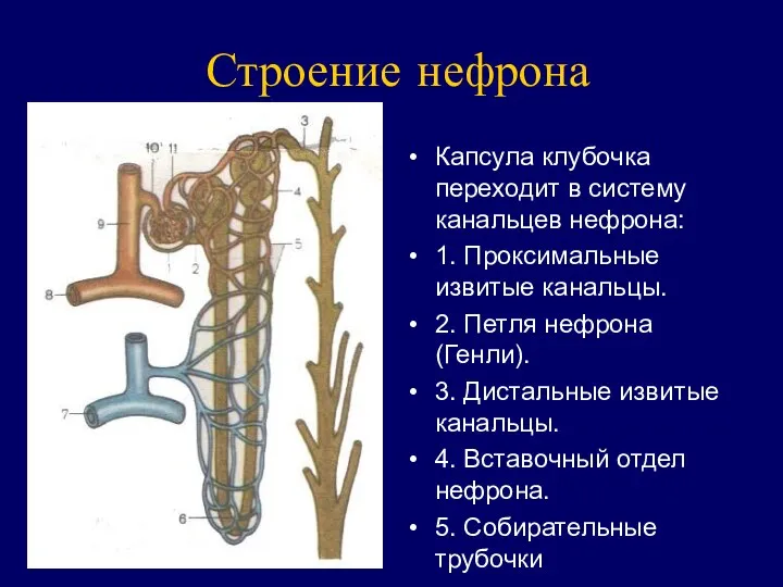 Строение нефрона Капсула клубочка переходит в систему канальцев нефрона: 1. Проксимальные