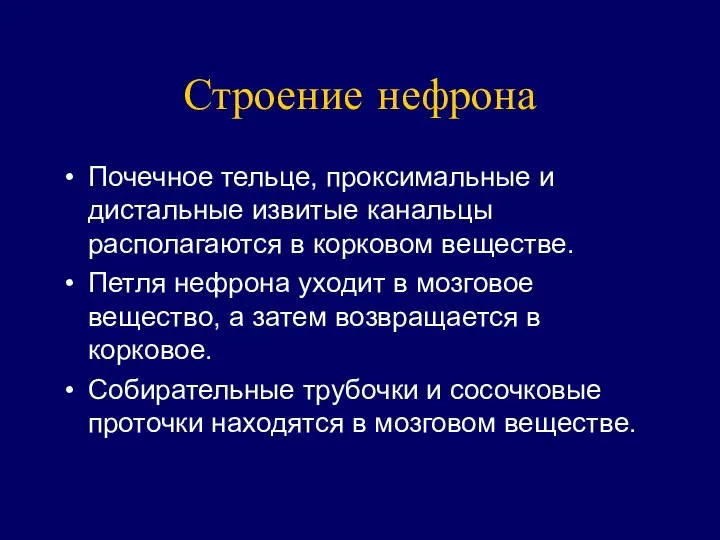 Строение нефрона Почечное тельце, проксимальные и дистальные извитые канальцы располагаются в