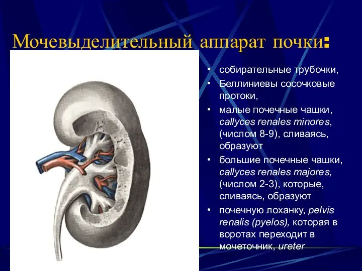 Мочевыделительный аппарат почки: собирательные трубочки, Беллиниевы сосочковые протоки, малые почечные чашки,