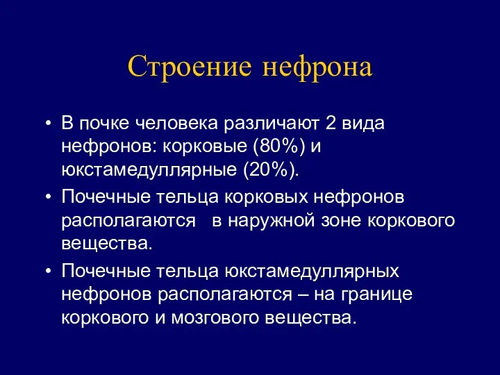 Строение нефрона В почке человека различают 2 вида нефронов: корковые (80%)