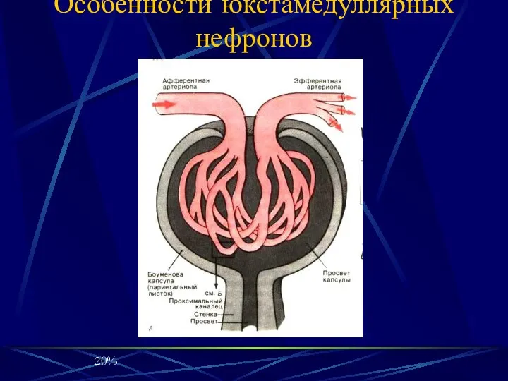 Особенности юкстамедуллярных нефронов 20%