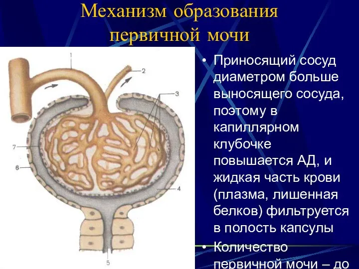 Механизм образования первичной мочи Приносящий сосуд диаметром больше выносящего сосуда, поэтому