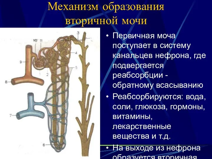 Механизм образования вторичной мочи Первичная моча поступает в систему канальцев нефрона,