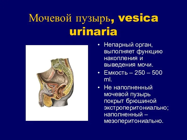 Мочевой пузырь, vesica urinaria Непарный орган, выполняет функцию накопления и выведения