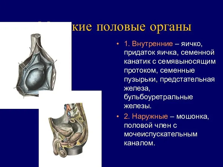 Мужские половые органы 1. Внутренние – яичко, придаток яичка, семенной канатик
