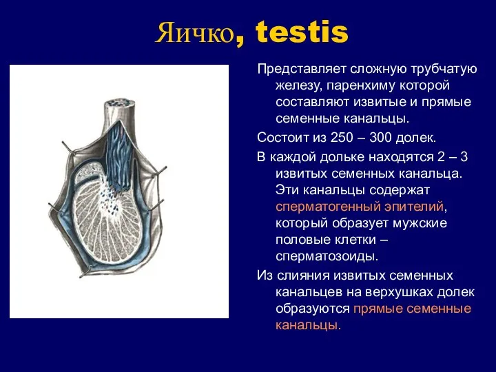 Яичко, testis Представляет сложную трубчатую железу, паренхиму которой составляют извитые и