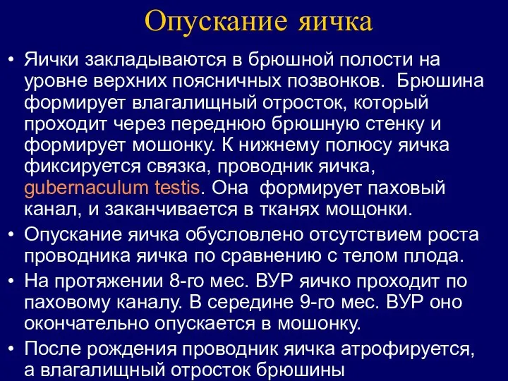 Опускание яичка Яички закладываются в брюшной полости на уровне верхних поясничных