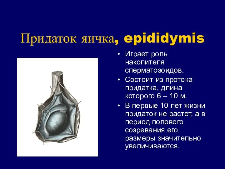 Придаток яичка, epididymis Играет роль накопителя сперматозоидов. Состоит из протока придатка,