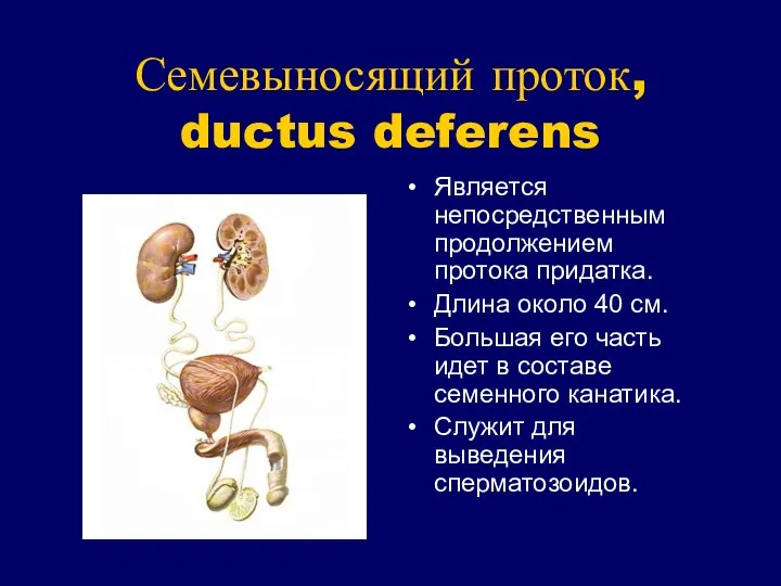 Семевыносящий проток, ductus deferens Является непосредственным продолжением протока придатка. Длина около