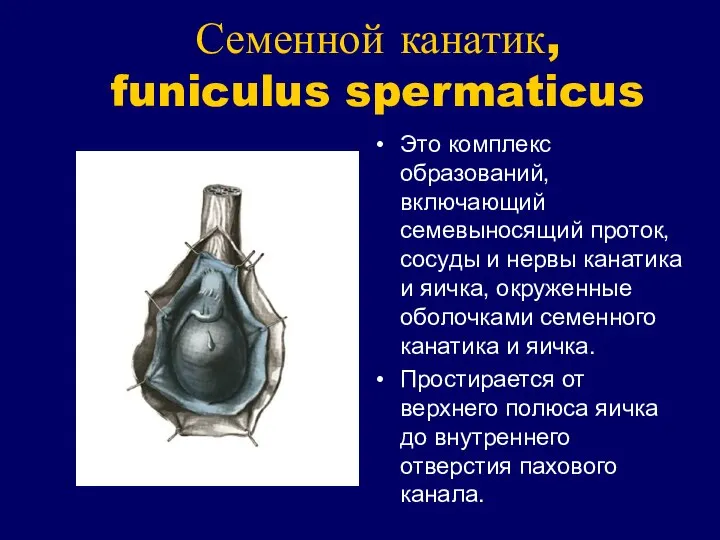 Семенной канатик, funiculus spermaticus Это комплекс образований, включающий семевыносящий проток, сосуды