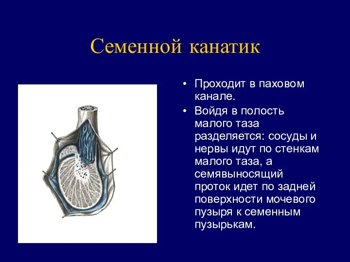 Семенной канатик Проходит в паховом канале. Войдя в полость малого таза