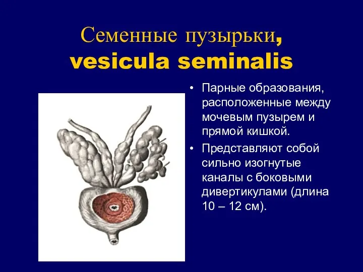 Семенные пузырьки, vesicula seminalis Парные образования, расположенные между мочевым пузырем и