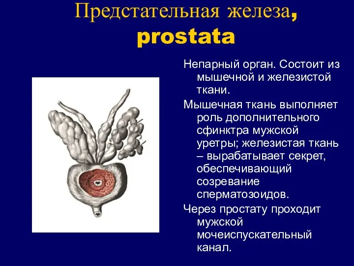 Предстательная железа, prostata Непарный орган. Состоит из мышечной и железистой ткани.