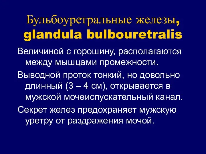 Бульбоуретральные железы, glandula bulbouretralis Величиной с горошину, располагаются между мышцами промежности.