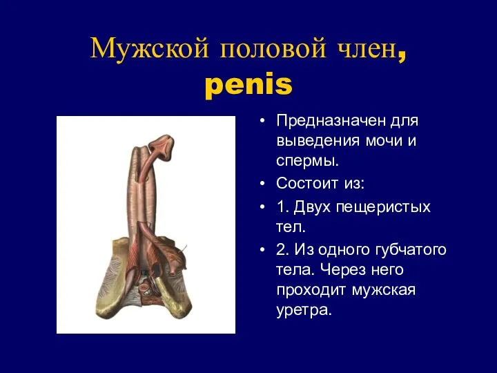 Мужской половой член, penis Предназначен для выведения мочи и спермы. Состоит